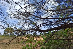 Chloroleucon acacioides