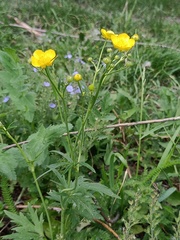 Ranunculus acris