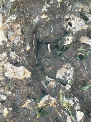 Cryptoblepharus africanus