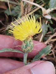 Centaurea sicula