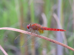 Crocothemis erythraea