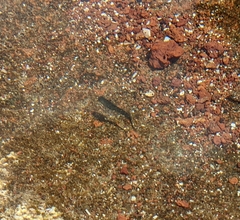 Istiblennius zebra