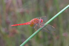 Crocothemis erythraea