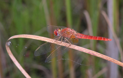 Crocothemis erythraea