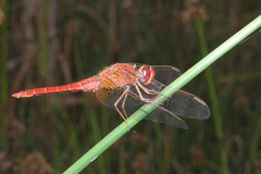 Crocothemis erythraea