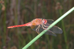 Crocothemis erythraea