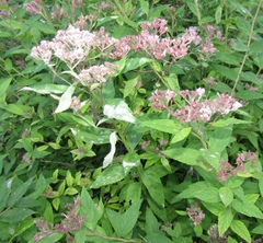 Podosphaera spiraeae