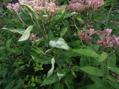 Podosphaera spiraeae