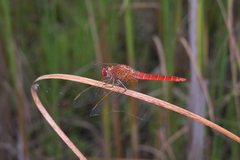 Crocothemis erythraea