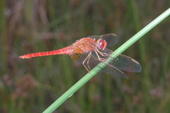 Crocothemis erythraea