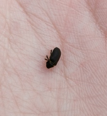 Hadrobregmus pertinax