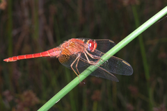 Crocothemis erythraea