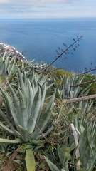 Agave americana image