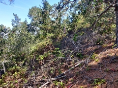 Arctostaphylos tomentosa hebeclada