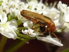 Cantharis cryptica