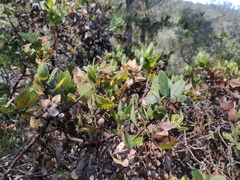 Arctostaphylos tomentosa hebeclada