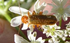 Cantharis cryptica