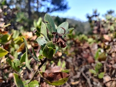 Arctostaphylos tomentosa hebeclada