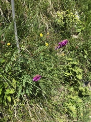 Hedysarum hedysaroides