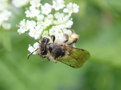 Andrena