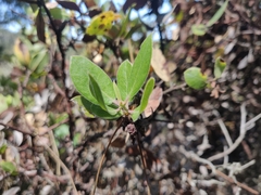 Arctostaphylos tomentosa hebeclada