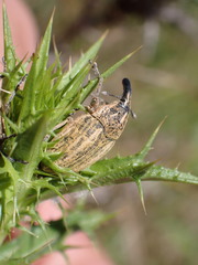Larinus ursus