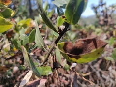 Arctostaphylos tomentosa hebeclada