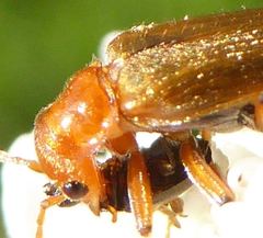 Cantharis cryptica