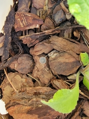 Fungi