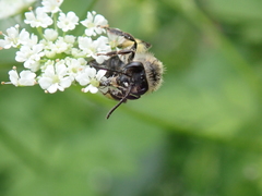Andrena