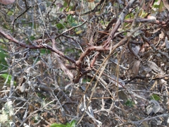 Arctostaphylos tomentosa hebeclada