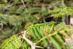 Chloroleucon acacioides