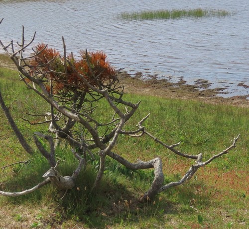 Pinus sylvestris observed 2022-06-08