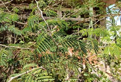 Chloroleucon acacioides