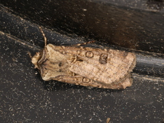 Agrotis clavis