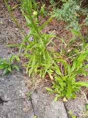 Campanula persicifolia
