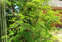 Chloroleucon acacioides