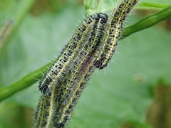 Pieris brassicae