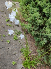 Campanula persicifolia