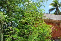 Chloroleucon acacioides