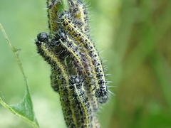 Pieris brassicae