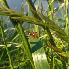 Cantharis livida