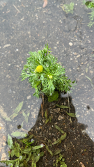 Matricaria discoidea