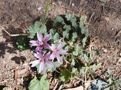 Malva