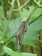 Pieris brassicae