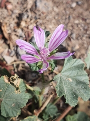 Malva