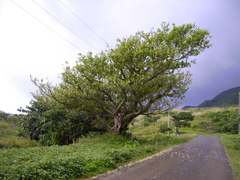 Ficus caulocarpa