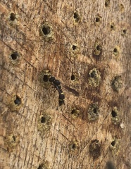 Symmorphus bifasciatus
