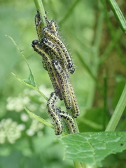 Pieris brassicae