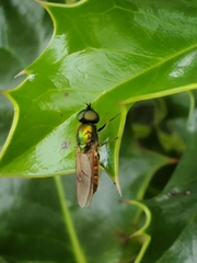 Chloromyia formosa